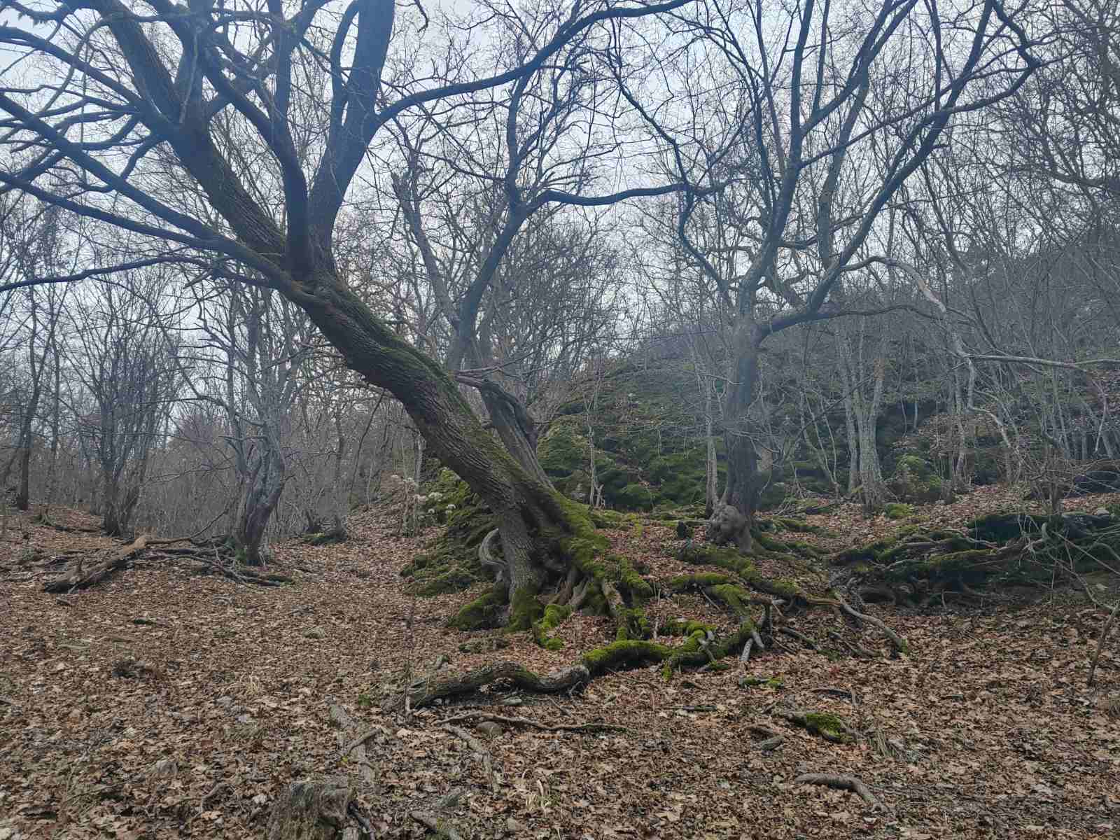 viberimage2024-02-2112-29-10-239